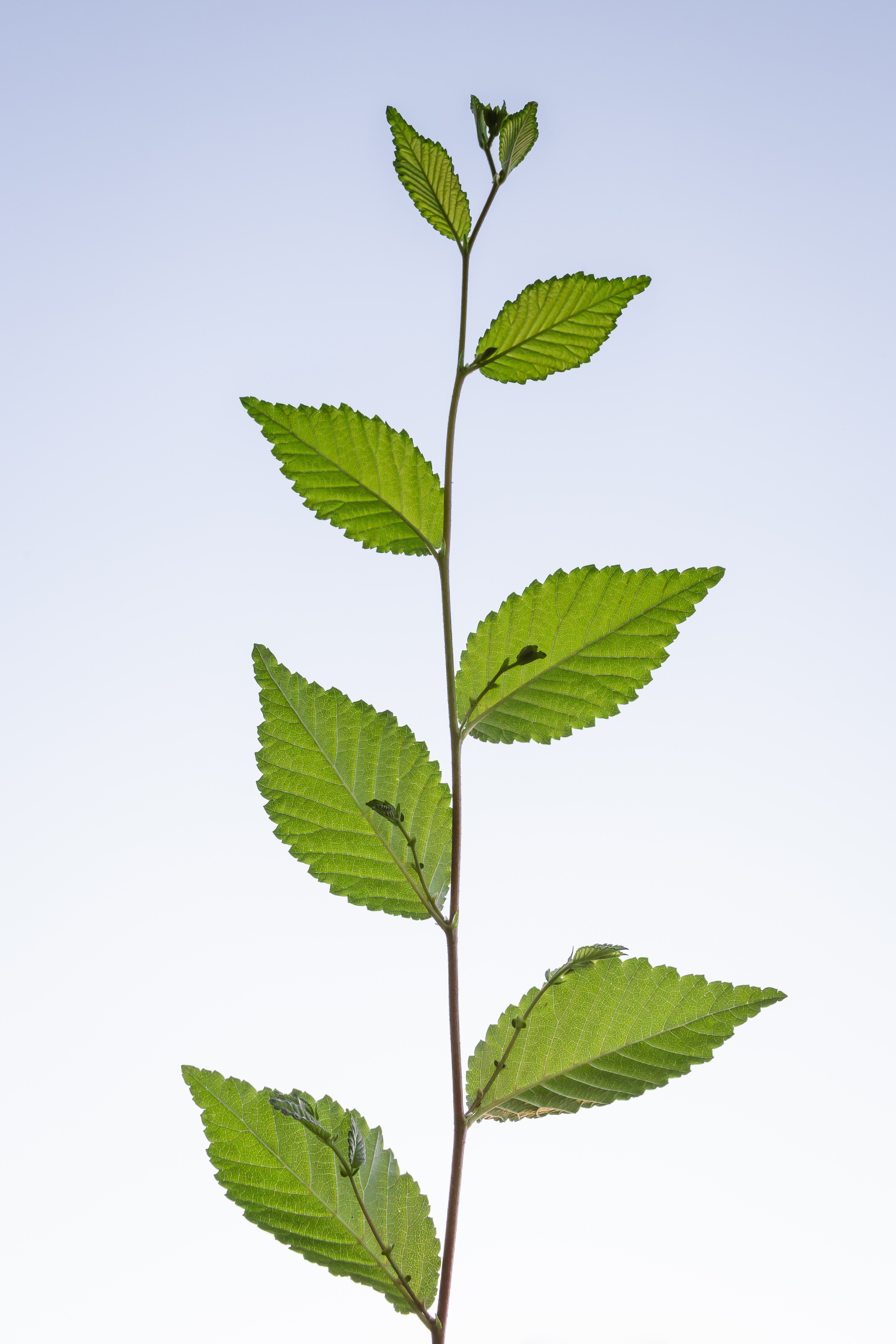 Biological experiment with plants